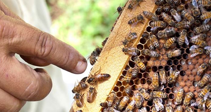 abejas1