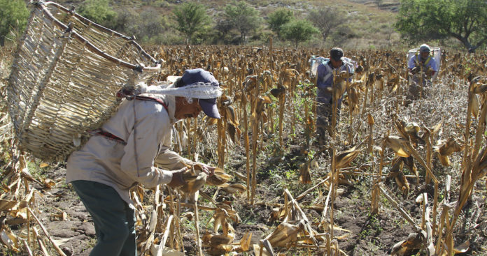Precariedad en el sector agrícola