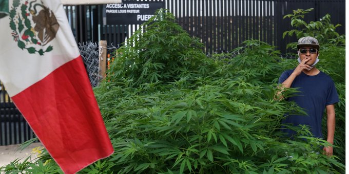 PLANTÍO DE MARIHUANA