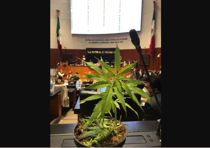 Jesusa y su planta de mariguana Jesusa y su planta de mariguana