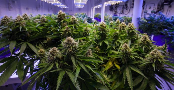 Senado y el uso lúdico de la marihuana Senado y el uso lúdico de la marihuana