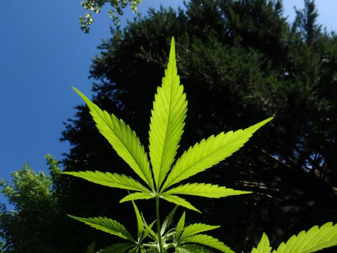 Senado discute ley para regular consumo de marihuana