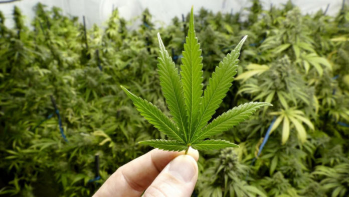 Avanza dictamen para regular marihuana en Senado, pasará al Pleno