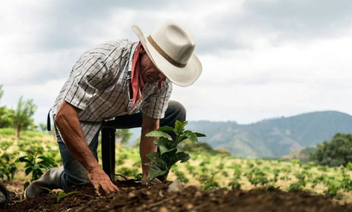 AMLO pide trabajar el campo de manera manual AMLO pide trabajar el campo de manera manual