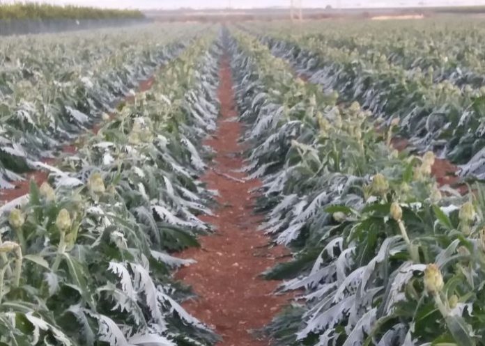 Darán apoyos a agricultores afectados por heladas en Tamaulipas